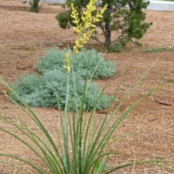 Yellow Flowering Texas Yucca (Hesperaloe) 9 Yellow Flowering Texas Yucca (Hesperaloe) -Cheap Plant & Flowers Store hesperaloe parviflora yellow plant and flower