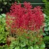 Firefly Coral Bells -Cheap Plant & Flowers Store heuchera firefly coral bells 1