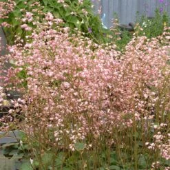 Weston Pink Coral Bells -Cheap Plant & Flowers Store heuchera weston pink coral bells