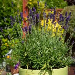 Hidcote Superior English Lavender -Cheap Plant & Flowers Store hidcote superior english lavender pot