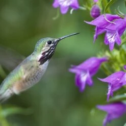 Pike's Peak Purple® Penstemon -Cheap Plant & Flowers Store hummingbird penstemon pikes peak 75797p