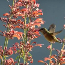 Agastache Rupestris -Cheap Plant & Flowers Store hummingbirdandagastache rupestris