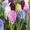 Easter Joy Hyacinth Mix 1 Easter Joy Hyacinth Mix -Cheap Plant & Flowers Store hyacinth easter joy mix garden flowers