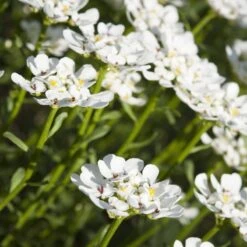 Purity Dwarf Candytuft (Iberis) -Cheap Plant & Flowers Store iberis sempervirens purity dwarf candytuft 59555 1 1
