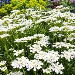 Purity Dwarf Candytuft (Iberis) -Cheap Plant & Flowers Store iberis sempervirens purity dwarf candytuft 59555 2.jpg 1