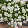 Purity Dwarf Candytuft (Iberis) 1 Purity Dwarf Candytuft (Iberis) -Cheap Plant & Flowers Store iberis sempervirens purity dwarf candytuft 59555 3 2