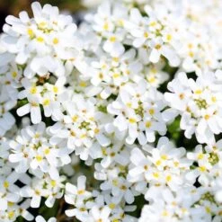 Purity Dwarf Candytuft (Iberis) -Cheap Plant & Flowers Store iberis sempervirens purity dwarf candytuft 59555 4 1