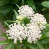 Ice Ballet Swamp Milkweed -Cheap Plant & Flowers Store ice ballet 1