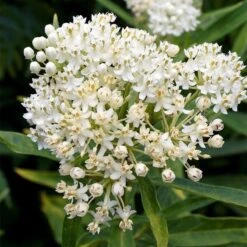 Ice Ballet Swamp Milkweed 12 Ice Ballet Swamp Milkweed -Cheap Plant & Flowers Store ice ballet milkweed asclepias in