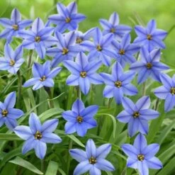 Jessie Spring Starflower -Cheap Plant & Flowers Store ipheionjessie