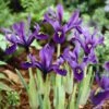 George Specie Iris (Mini Iris) 1 George Specie Iris (Mini Iris) -Cheap Plant & Flowers Store iris histroides george 1