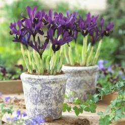 George Specie Iris (Mini Iris) -Cheap Plant & Flowers Store iris histroides george in containers