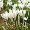 Joan Of Arc Dutch Crocus -Cheap Plant & Flowers Store joan of arc crocus white 1103171546 cropped