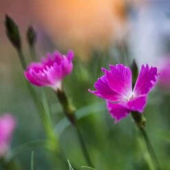 Kahori Pink® Dianthus -Cheap Plant & Flowers Store kahori pink dianthus bloom
