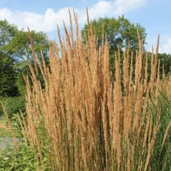 Karl Foerster Feather Reed Grass 12 Karl Foerster Feather Reed Grass -Cheap Plant & Flowers Store karl feorster feather reed grass 2