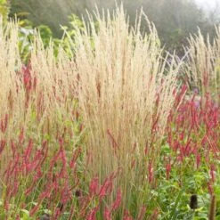 Karl Foerster Feather Reed Grass 13 Karl Foerster Feather Reed Grass -Cheap Plant & Flowers Store karl feorster feather reed grass 3