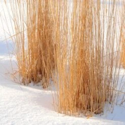 Karl Foerster Feather Reed Grass 10 Karl Foerster Feather Reed Grass -Cheap Plant & Flowers Store karl foerster feather reed grass winter