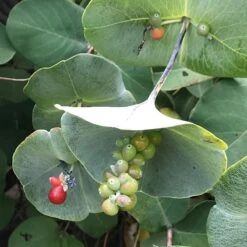 Kintzley's Ghost® Honeysuckle Vine -Cheap Plant & Flowers Store kintzkeys ghost honeysucke 2
