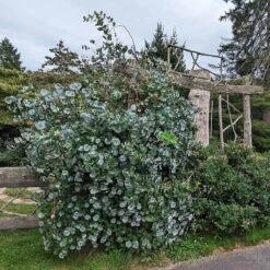 Kintzley's Ghost® Honeysuckle Vine -Cheap Plant & Flowers Store kintzkeys ghost honeysucke 3