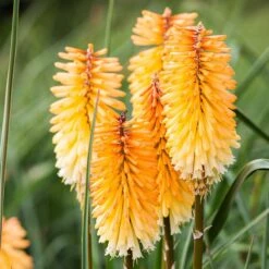 Dwarf Red Hot Poker 13 Dwarf Red Hot Poker -Cheap Plant & Flowers Store kniphofia triangularis dwarf red hot poker