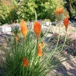 Dwarf Red Hot Poker 12 Dwarf Red Hot Poker -Cheap Plant & Flowers Store kniphofia trangularis mike daavy