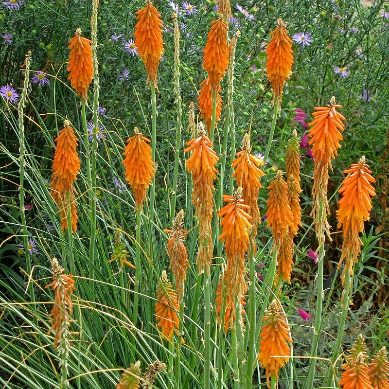 Dwarf Red Hot Poker 4 Dwarf Red Hot Poker - Image 2
