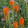Dwarf Red Hot Poker -Cheap Plant & Flowers Store kniphofia triangularis biennial aster