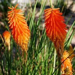 Dwarf Red Hot Poker 11 Dwarf Red Hot Poker -Cheap Plant & Flowers Store kniphofia triangularis mike davvy