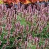 Kudosâ„¢ Silver Blue Agastache 2 Kudosâ„¢ Silver Blue Agastache -Cheap Plant & Flowers Store kudos silver blue agastache 1