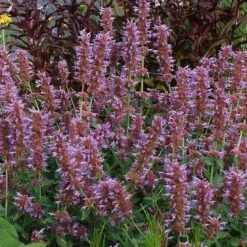 Kudos™ Silver Blue Agastache -Cheap Plant & Flowers Store kudos silver blue agastache 3