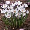Lady Killer Snow Crocus 1 Lady Killer Snow Crocus -Cheap Plant & Flowers Store lady killer snow crocus