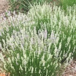 FlowerKisser® Delft Blue & White English Lavender -Cheap Plant & Flowers Store lavandula angustifolia flowerkisser delft blue and white flowers