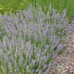 FlowerKisser® Delft Blue & White English Lavender -Cheap Plant & Flowers Store lavandula angustifolia flowerkisser delft blue and white whole plant garden