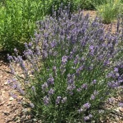 FlowerKisser® Delft Blue & White English Lavender -Cheap Plant & Flowers Store lavandula angustifolia flowerkisser delft blue white flowers
