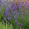 Munstead Violet English Lavender -Cheap Plant & Flowers Store lavandula angustifolia munstead violet 1 1