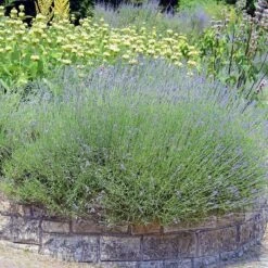 Hardy Jerusalem Sage (Phlomis) -Cheap Plant & Flowers Store lavandula angustifolia phlomis russeliana lampwick plant