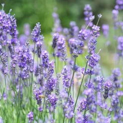 Vera English Lavender -Cheap Plant & Flowers Store lavandula angustifolia vera