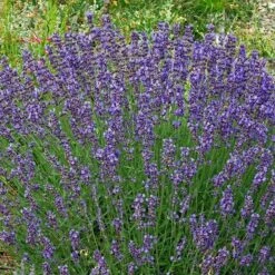 Vera English Lavender -Cheap Plant & Flowers Store lavandula angustifolia vera cc 1