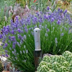 Wee One Dwarf English Lavender 9 Wee One Dwarf English Lavender -Cheap Plant & Flowers Store lavandula angustifolia wee one with trowel for size cc 1