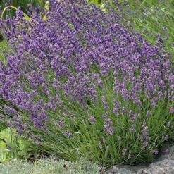 Buena Vista English Lavender -Cheap Plant & Flowers Store lavandula buena vista lavender garden 2