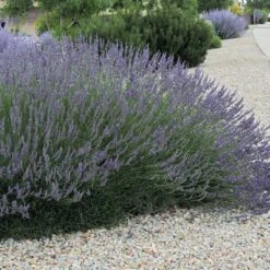 Grosso French Lavender -Cheap Plant & Flowers Store lavandula grosso 63152 web 3 1 1