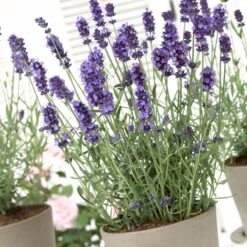 Hidcote Blue English Lavender -Cheap Plant & Flowers Store lavandula hidcote lavender pot 1