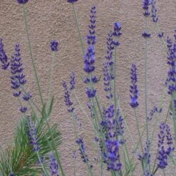 Gros Bleu French Lavender -Cheap Plant & Flowers Store lavandula inter gros bleu close up 1