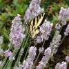 Miss Katherine English Lavender -Cheap Plant & Flowers Store lavandula miss katherine lavender swallowtail butterly linda bosshart 1 1