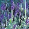 Mitcham Gray English Lavender -Cheap Plant & Flowers Store lavandula mitcham gray 63116 9 2