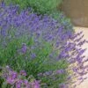 Pastor's Pride English Lavender -Cheap Plant & Flowers Store lavandula pastors pride lavender 1 2