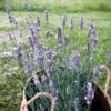 Sensational!™ Lavender -Cheap Plant & Flowers Store lavandula sensational lavender