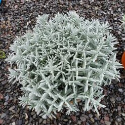 Sensational!™ Lavender 8 Sensational!™ Lavender -Cheap Plant & Flowers Store lavandula sensational 1