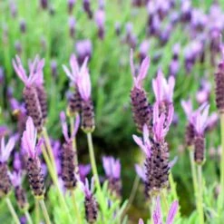 Purple Ribbon Spanish Lavender -Cheap Plant & Flowers Store lavandula stoechas purple ribbon spanish lavender flowers 1