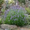 Wee One Dwarf English Lavender -Cheap Plant & Flowers Store lavandula wee one opuntia echinocereus cropped 2
